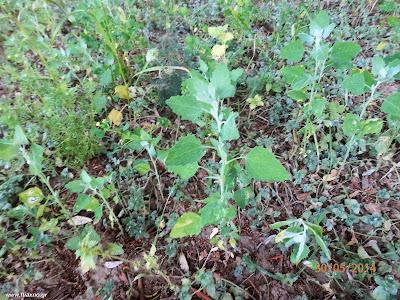 Χηνοπόδιο-Chenopodium sp.